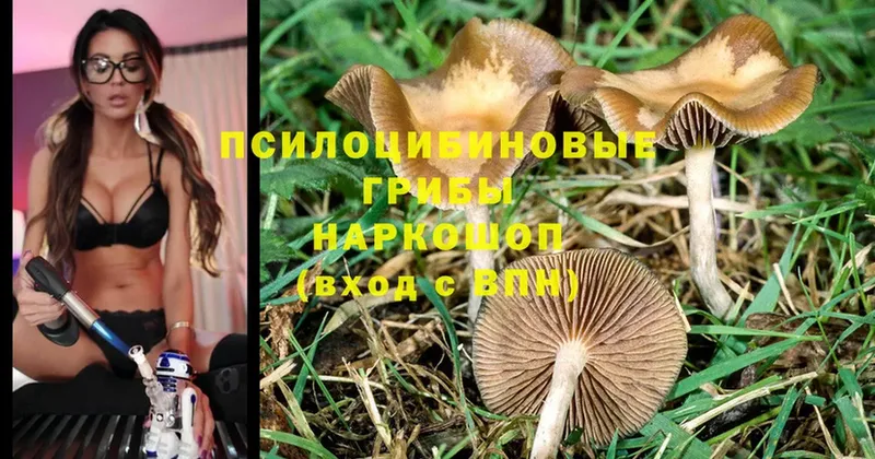 Галлюциногенные грибы MAGIC MUSHROOMS  Жирновск 